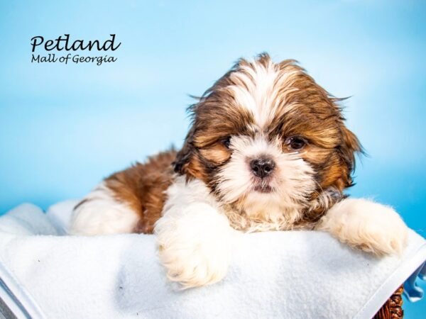 Shih Tzu DOG Male BRN WH 7269 Petland Mall of Georgia