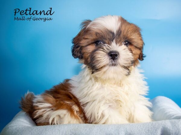 Shih Tzu DOG Male Brown / White 7282 Petland Mall of Georgia