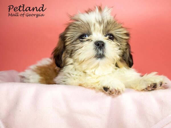 Shih Tzu DOG Female Brown / White 7281 Petland Mall of Georgia