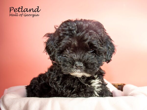 Shihpoo-DOG-Female-Tri-Colored-7284-Petland Mall of Georgia