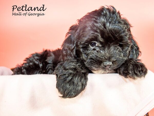 Shihpoo-DOG-Female-Black / White-7285-Petland Mall of Georgia