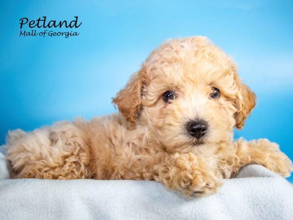 Bichonpoo-DOG-Male-Red / Tan-7287-Petland Mall of Georgia