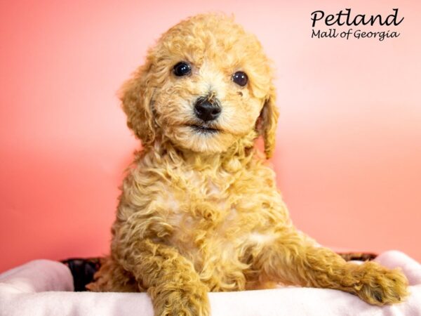 Miniature Poodle DOG Female Red 7292 Petland Mall of Georgia