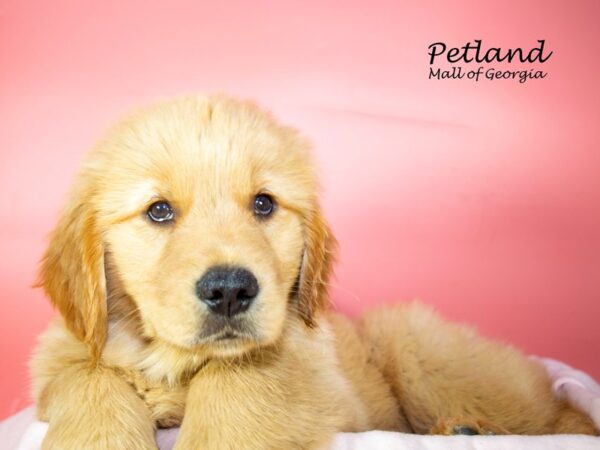 Golden Retriever DOG Female Dark Golden 7321 Petland Mall of Georgia