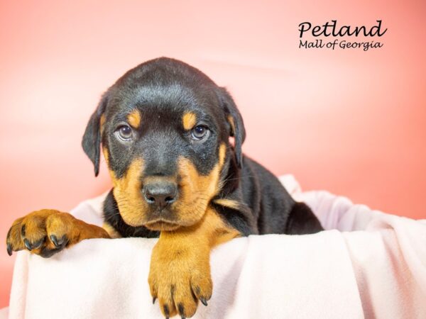 Rottweiler DOG Female Black / Tan 7324 Petland Mall of Georgia