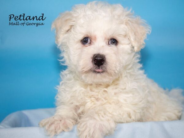 Bichon Frise DOG Male White 7337 Petland Mall of Georgia