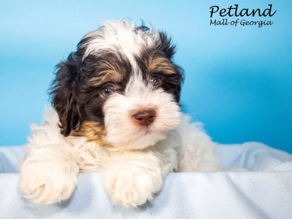 Havanese DOG Male Chocolate / White 7304 Petland Mall of Georgia