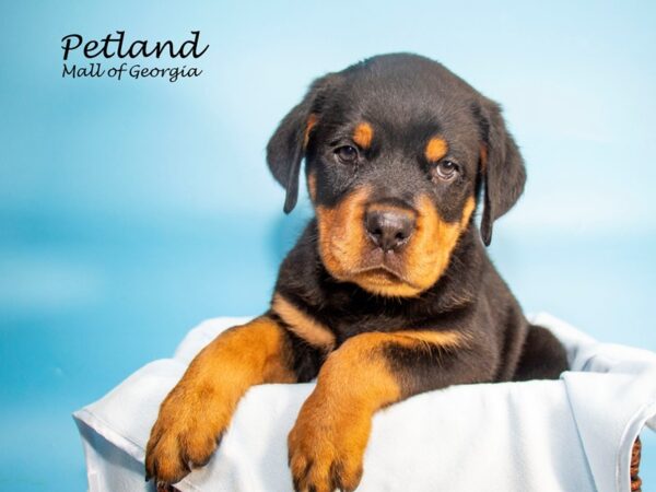 Rottweiler DOG Male Black / Tan 7325 Petland Mall of Georgia