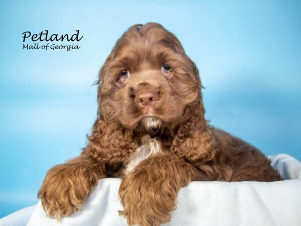 Cocker Spaniel DOG Male Chocolate 7328 Petland Mall of Georgia