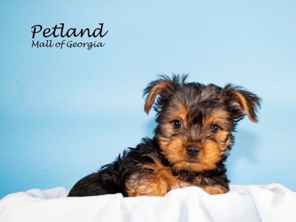 Yorkshire Terrier DOG Male Black / Tan 7302 Petland Mall of Georgia