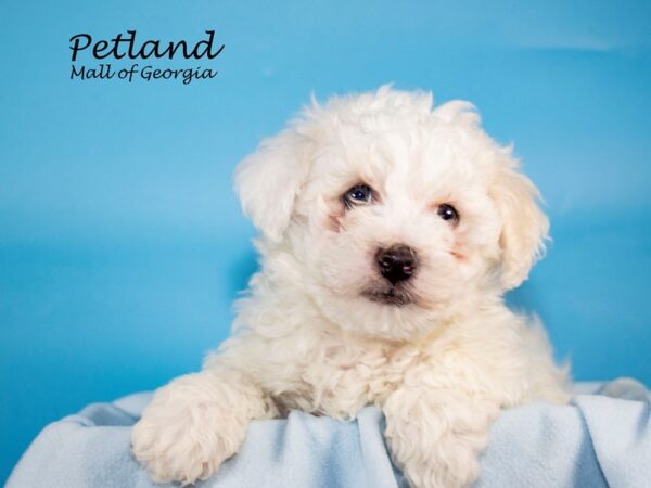 Bichon Frise DOG Male White 7300 Petland Mall of Georgia