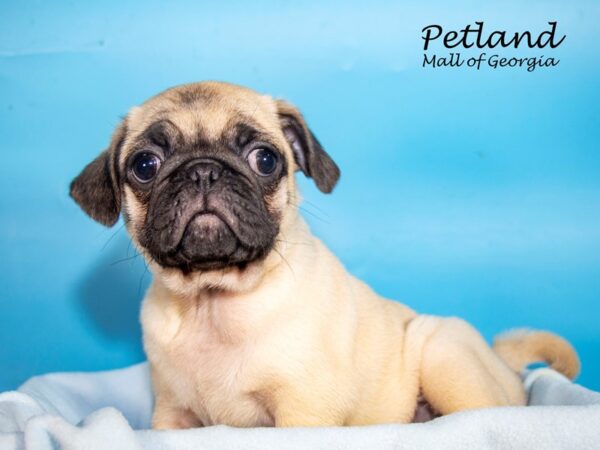 Pug DOG Male Fawn 7368 Petland Mall of Georgia