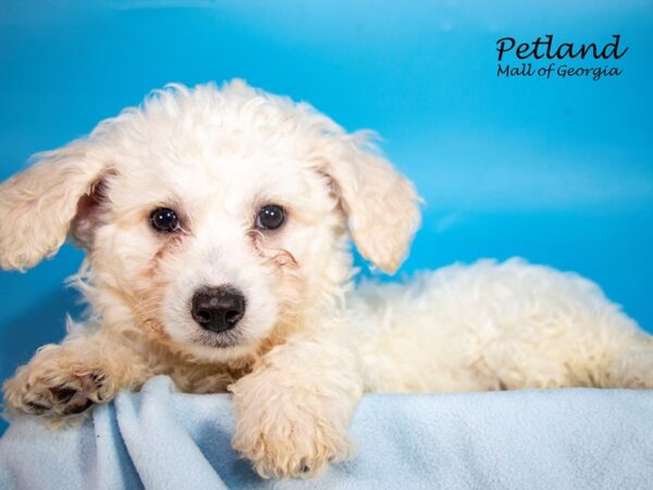 Bichon Frise DOG Male White 7344 Petland Mall of Georgia