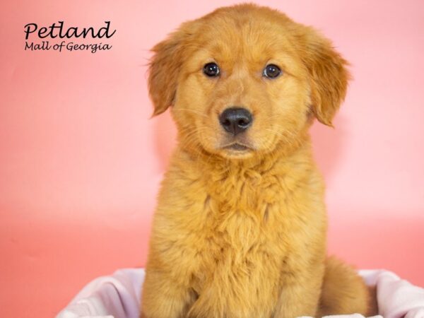 Golden Retriever DOG Female Gold 7279 Petland Mall of Georgia