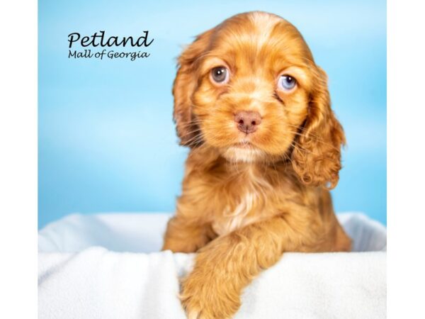 Cocker Spaniel DOG Male Brown / White 7346 Petland Mall of Georgia