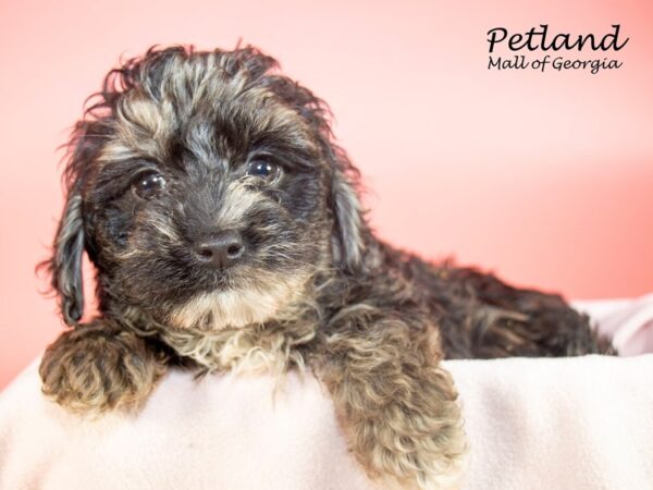 Miniature Aussie Poo-DOG-Female-Blue Merle-7353-Petland Mall of Georgia