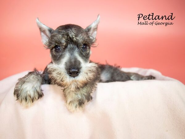 Miniature Schnauzer DOG Female Salt / Pepper 7355 Petland Mall of Georgia