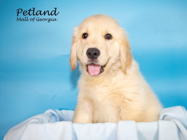 Golden Retriever DOG Male Gold 7363 Petland Mall of Georgia