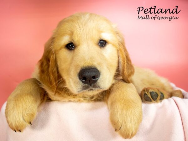 Golden Retriever DOG Female Gold 7364 Petland Mall of Georgia