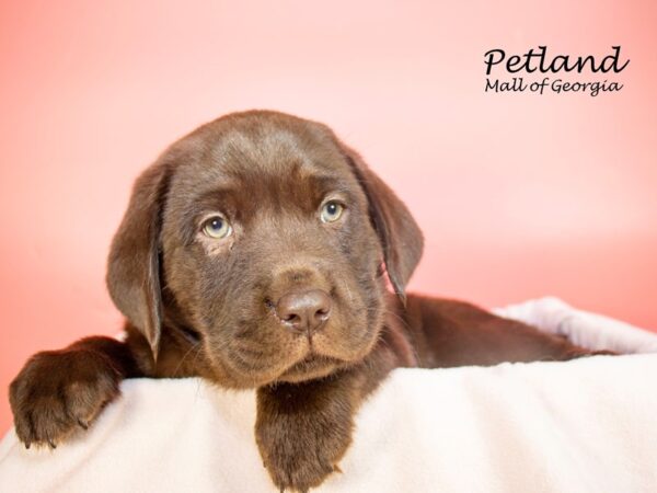 Labrador Retriever DOG Female Chocolate 7367 Petland Mall of Georgia