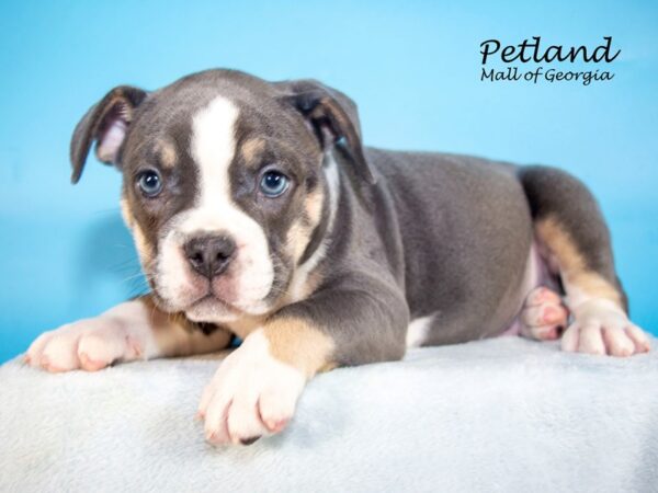 Olde French Bulldog-DOG-Male-Blue Tan / White-7382-Petland Mall of Georgia