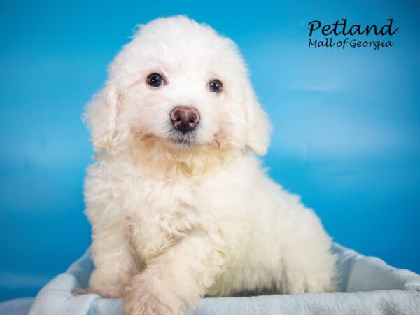 Bichon Frise DOG Male White 7400 Petland Mall of Georgia