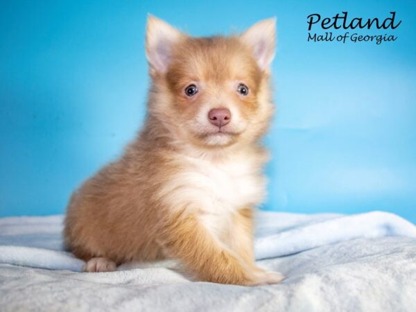 Pomeranian DOG Male Chocolate 7425 Petland Mall of Georgia