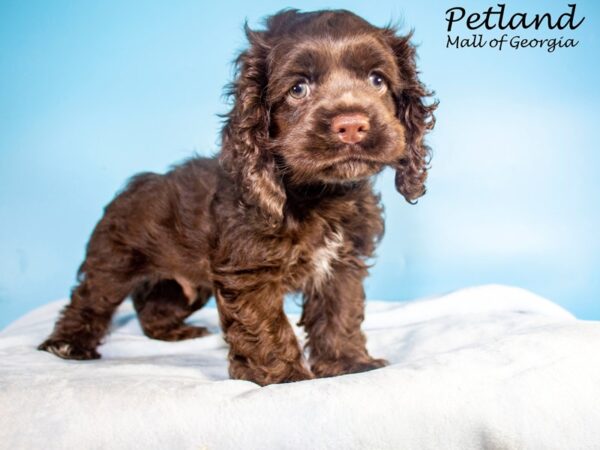 Cocker Spaniel DOG Male Chocolate 7429 Petland Mall of Georgia