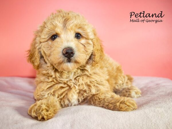 Bichonpoo-DOG-Female-Cream-7402-Petland Mall of Georgia