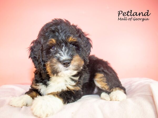 Miniature Bernadoodle-DOG-Female-Tri-Colored-7405-Petland Mall of Georgia