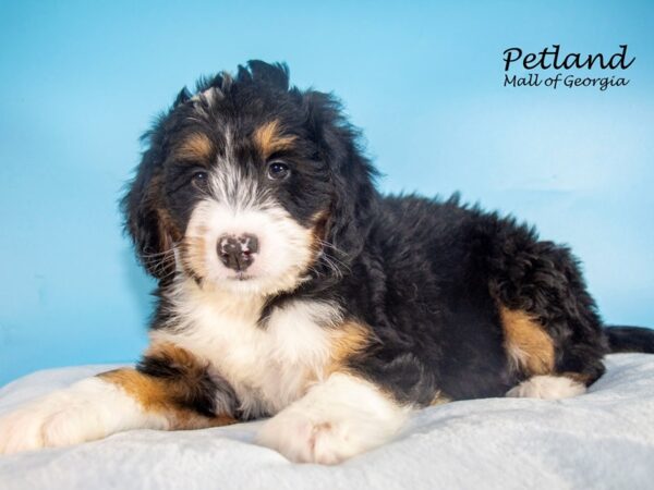 Miniature Bernadoodle-DOG-Male-Tri-Colored-7406-Petland Mall of Georgia