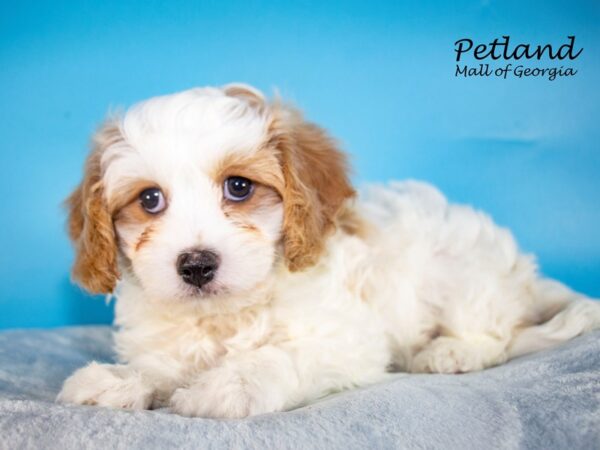 Cavachon-DOG-Male-Blenheim-7417-Petland Mall of Georgia