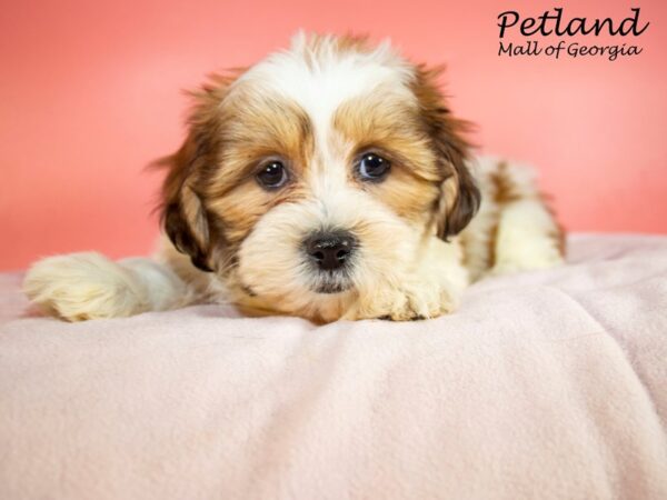 Teddy Bear DOG Female Brown / White 7421 Petland Mall of Georgia