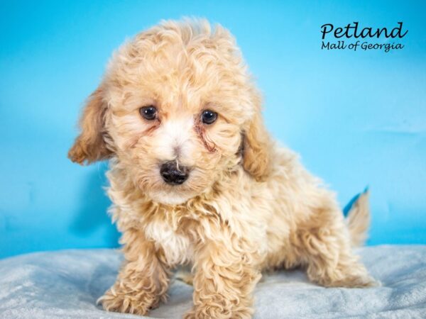 Bichonpoo-DOG-Male-Cream-7424-Petland Mall of Georgia