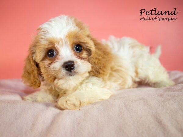 Cavachon DOG Female Cream / White 7426 Petland Mall of Georgia