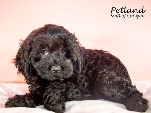 Cockapoo DOG Female Black 7427 Petland Mall of Georgia