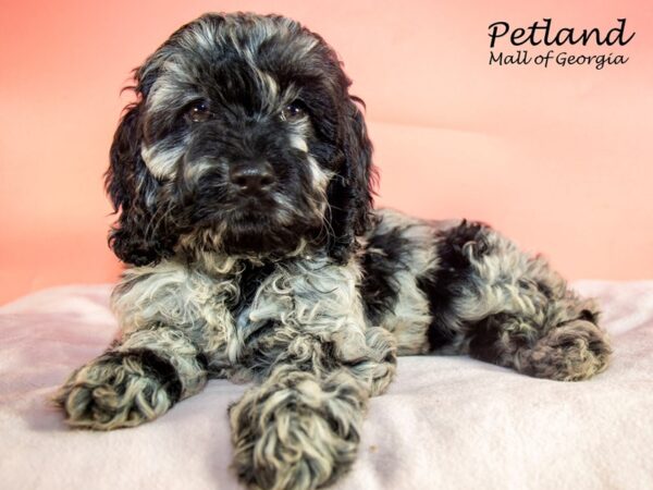 Cockapoo DOG Female Blue Merle 7428 Petland Mall of Georgia