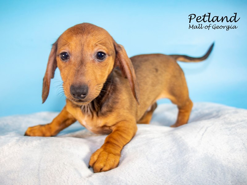 DachshundDOGMaleRed3652200Petland Mall of