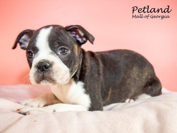 Boston Terrier DOG Female Black / White 7438 Petland Mall of Georgia