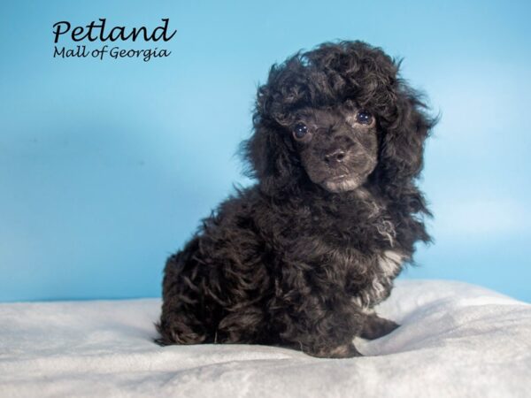 Miniature Poodle DOG Male Black 7436 Petland Mall of Georgia