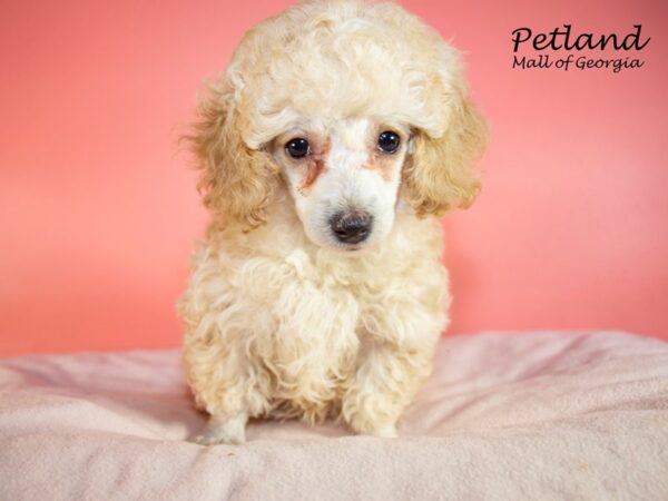 Miniature Poodle DOG Female Apricot 7437 Petland Mall of Georgia