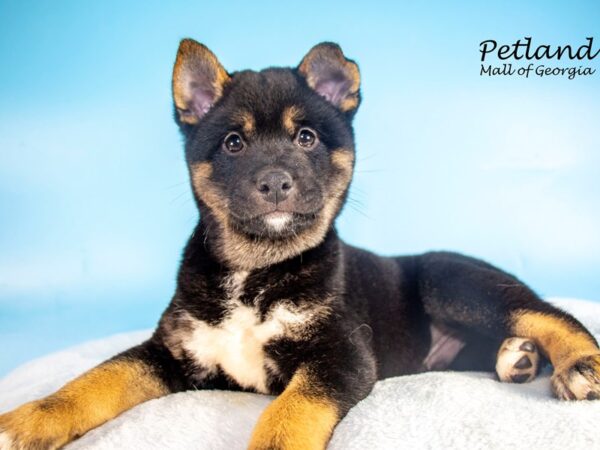 Shiba Inu DOG Male Black / Tan 7462 Petland Mall of Georgia