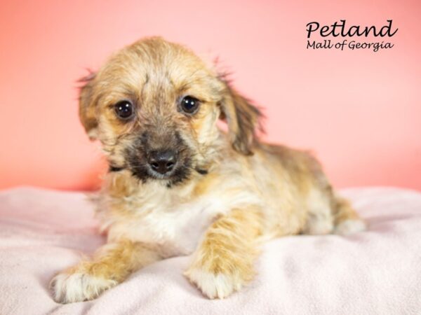 Yochon DOG Female Tan 7454 Petland Mall of Georgia