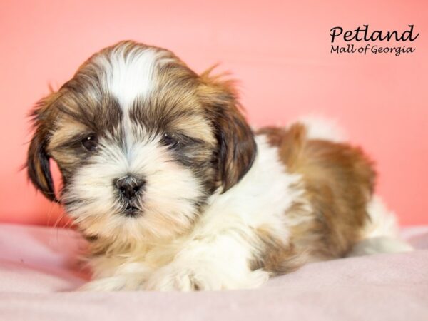 Shih Tzu DOG Female Brown / White 7469 Petland Mall of Georgia