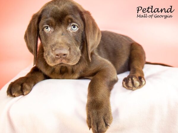 Labrador Retriever DOG Female Chocolate 7488 Petland Mall of Georgia