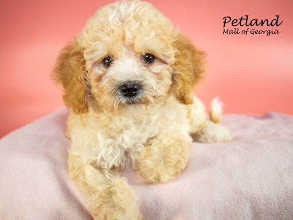 Bichonpoo-DOG-Female-Red / White-7466-Petland Mall of Georgia