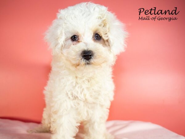 Bichonpoo-DOG-Female-White-7468-Petland Mall of Georgia