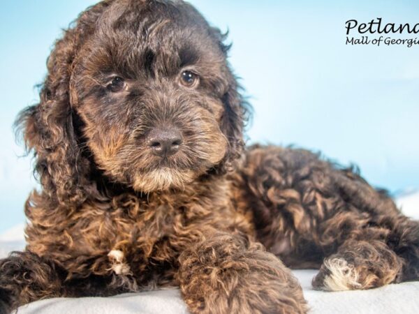 Cockapoo DOG Male Chocolate Sable 7471 Petland Mall of Georgia