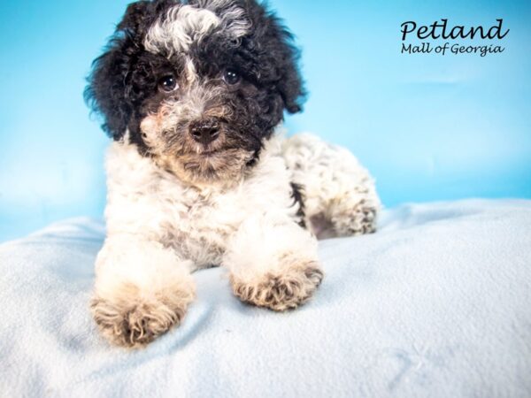 Miniature Poodle DOG Male Black / Tan 7473 Petland Mall of Georgia