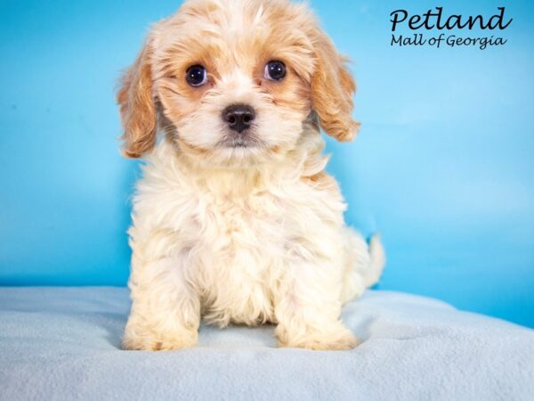 Cavachon DOG Male Red 7482 Petland Mall of Georgia